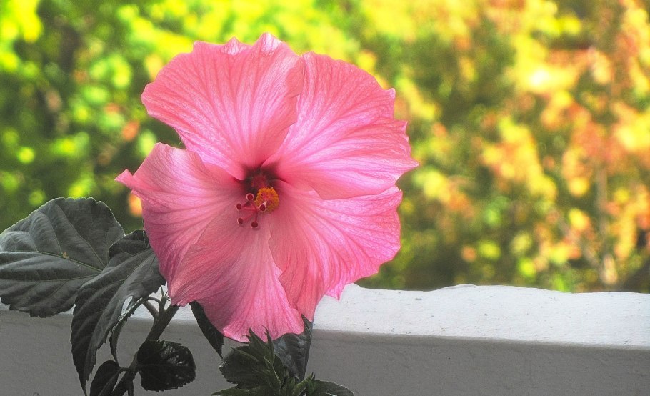Hibiscus Rosa-sinensis