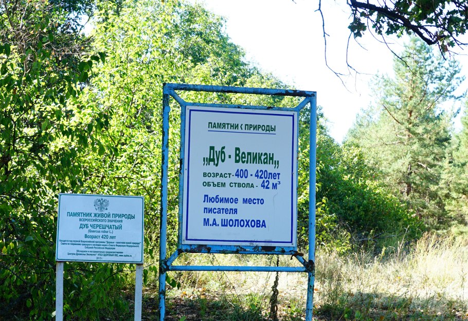 Вёшенский дуб Ростовская область