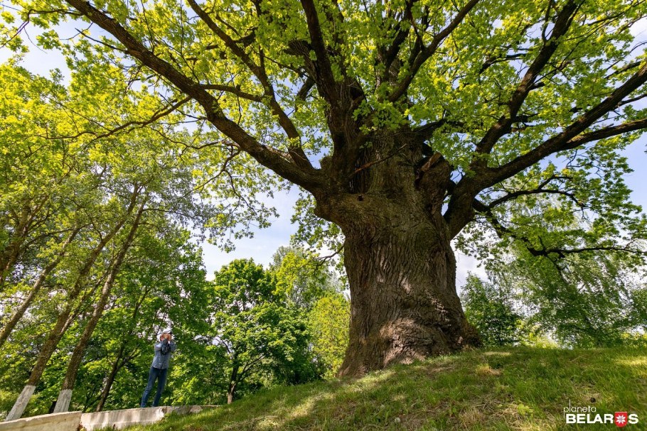 Дуб великан Краснодарский край
