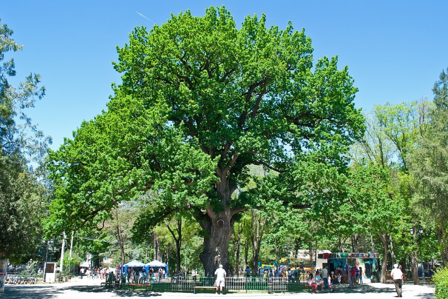 Дуб в Ильинке Чувашия