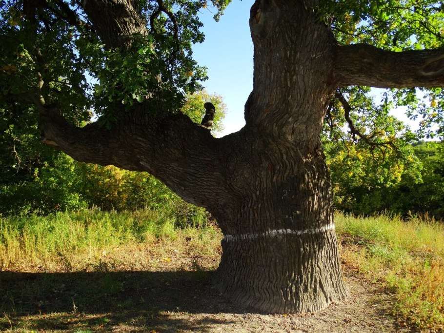 Дубы в Ольховском районе Волгоградской области
