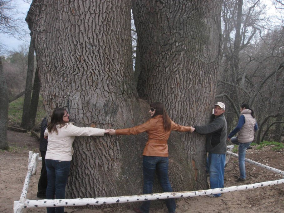 Дуб великан Ростовская область