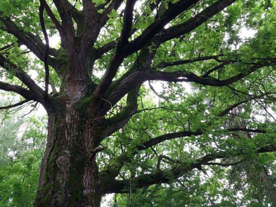 Дуб черешчатый дерево