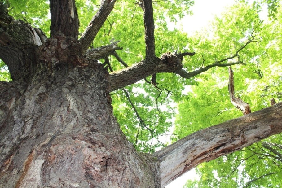 ЛИМУЗЕНСКИЙ дуб