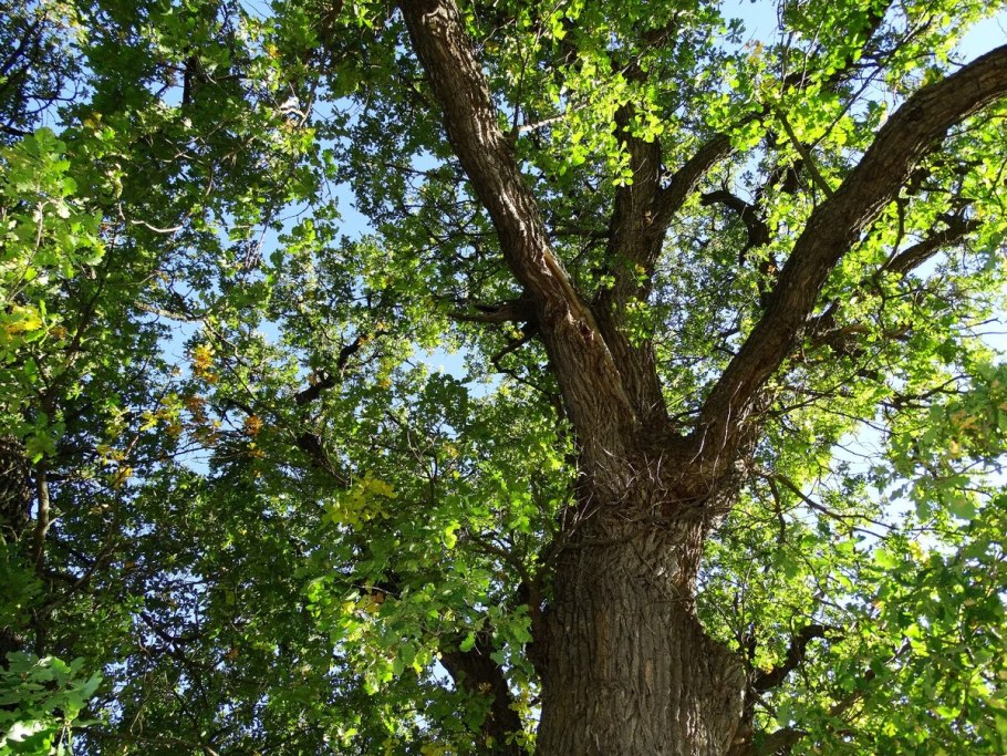 Запорожье 100 летний дуб