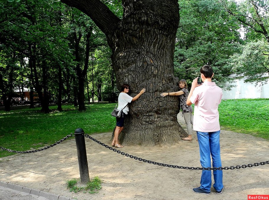 Дуб Патриарх Беловежская пуща