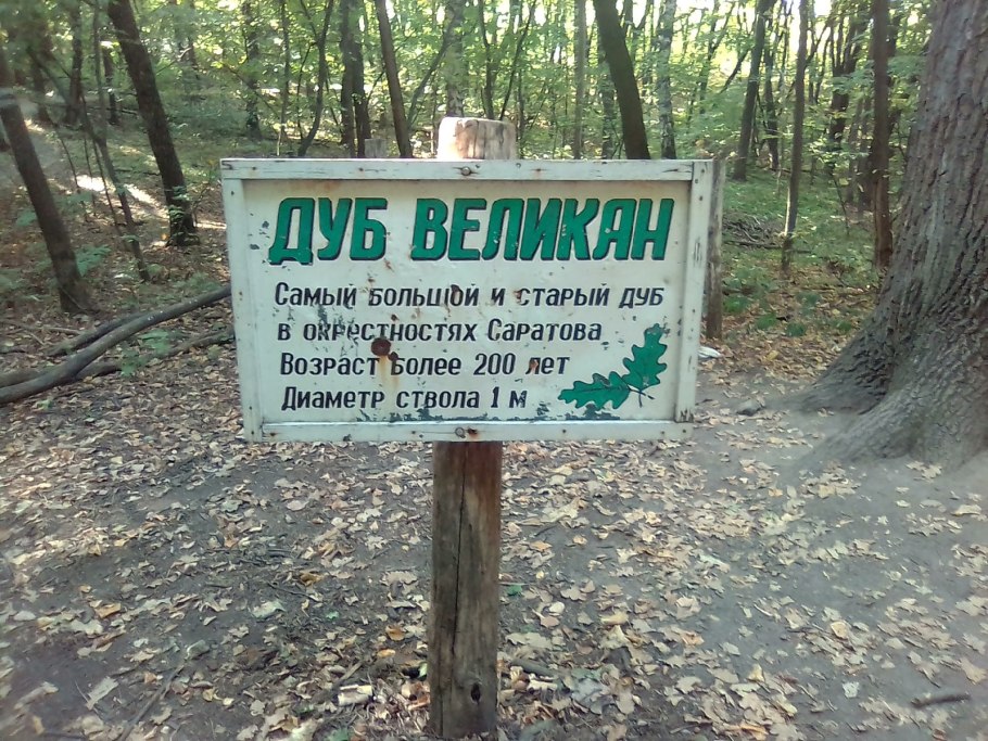 Петровский дуб в Коломенском