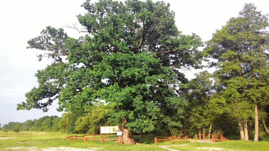 Дуб Патриарх Беловежская пуща