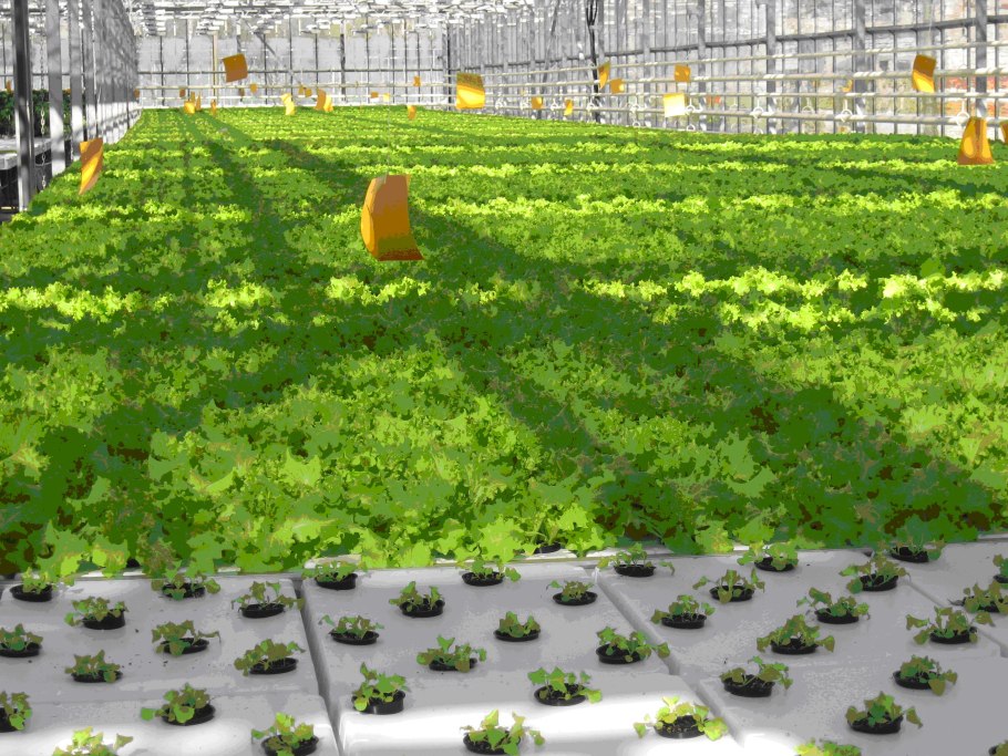 Рассада овощных культур