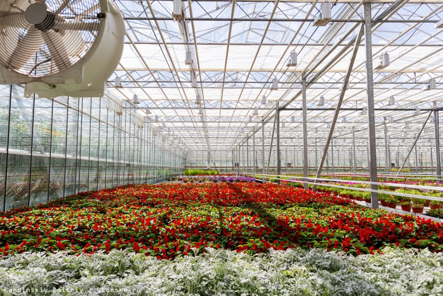 Тепличное хозяйство Горкунов розы