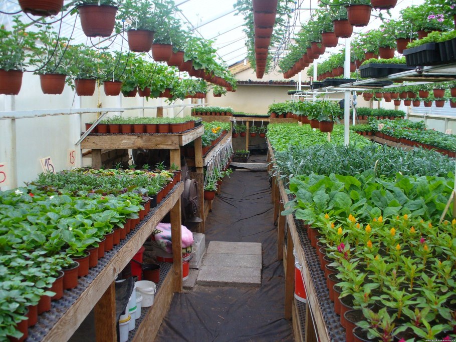 Цветочный рассадный тепличный бизнес