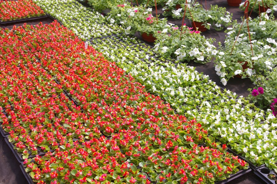 Рассада цветов