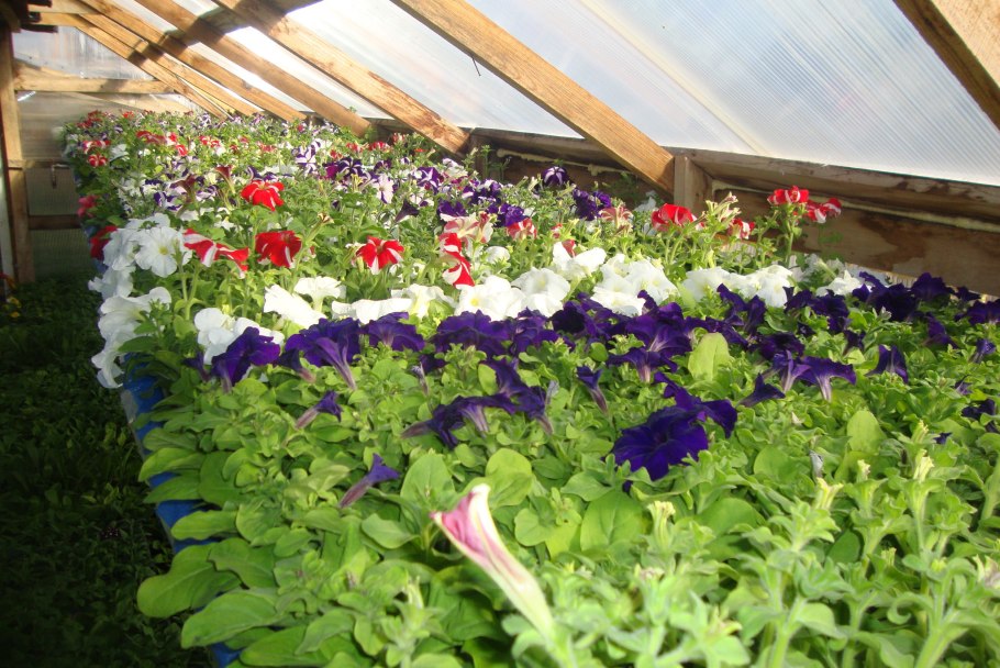 Теплица для рассады петунии