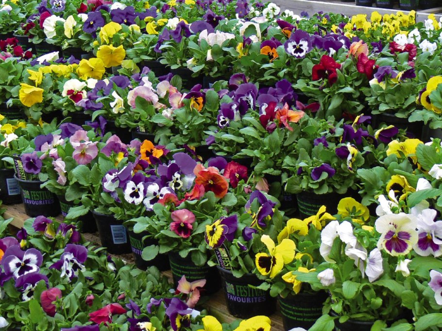 Виола крупноцветковая рассада