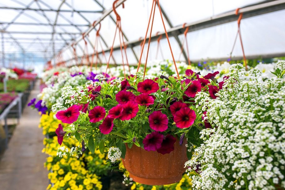 Цветочная рассада однолетники