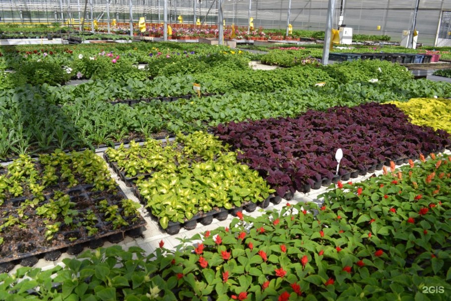 Завьяловский тепличный комбинат рассада