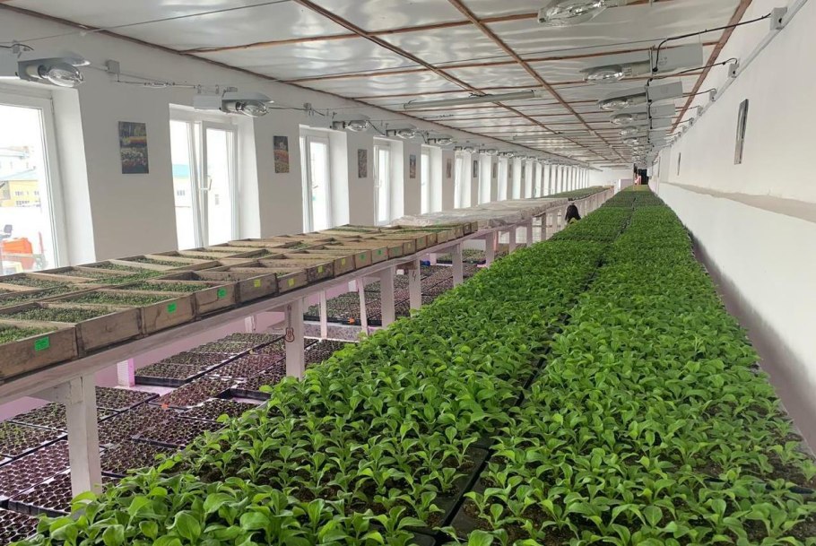 Горзеленхоз петунии