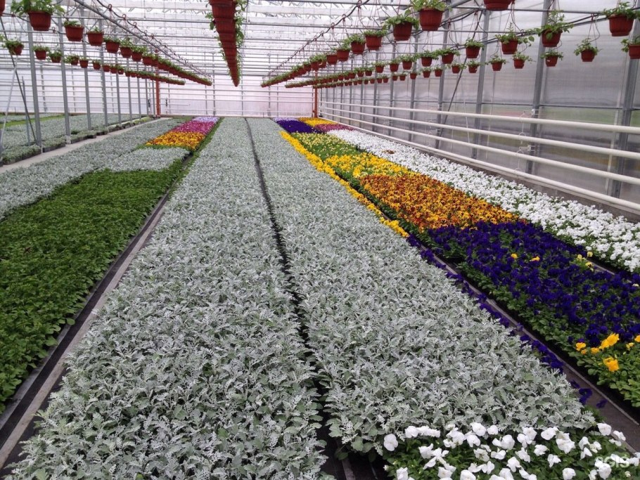 Сибирские газоны питомник