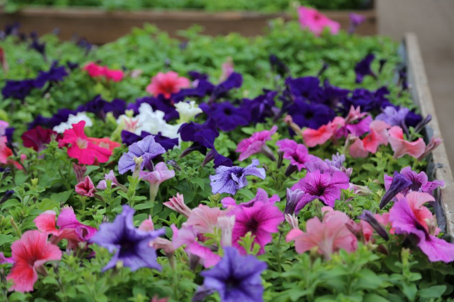 Петуния кустовая рассада