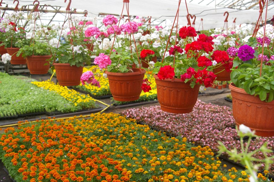 Бархатцы и петунья в Оби