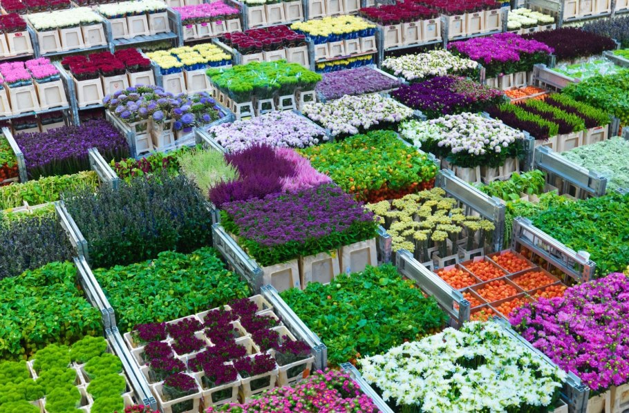 Цветочный аукцион FLORAHOLLAND В Голландии