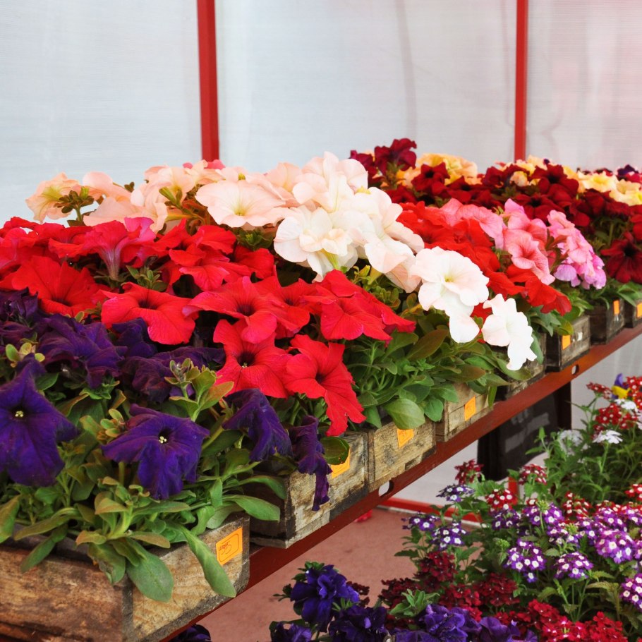 Рассада цветов