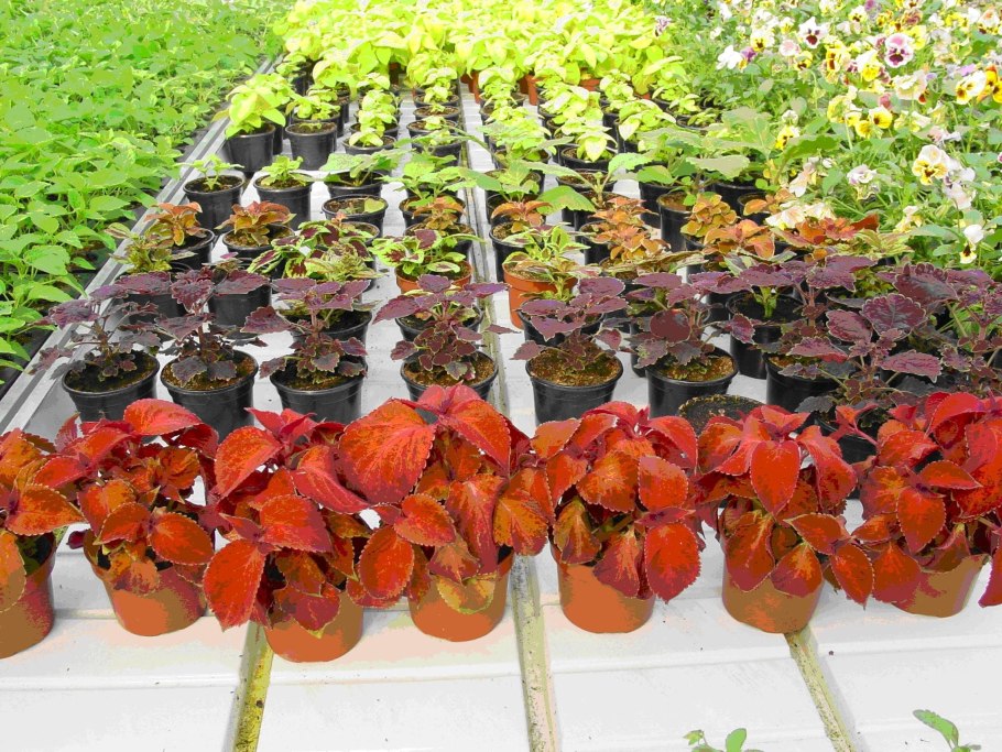 Однолетняя рассада