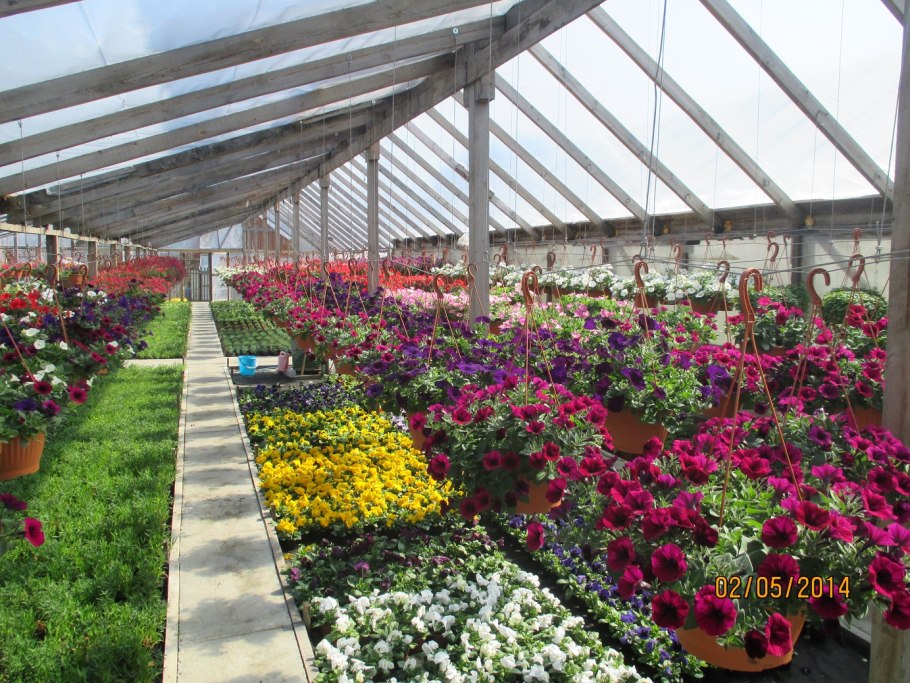 Теплица с цветами