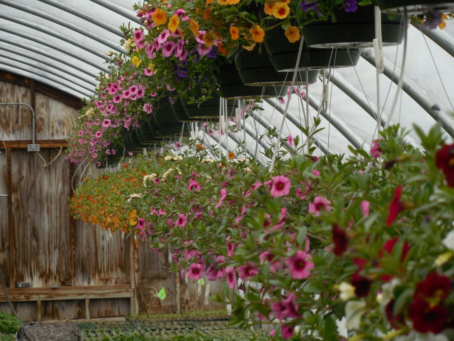 Цветы летом теплицы