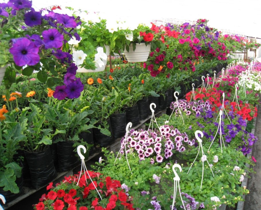 Рассада однолетников петуния ампельная