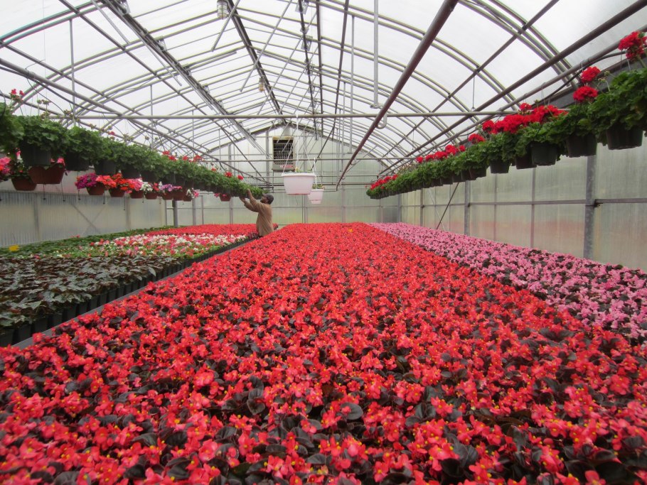 Бегония в теплице