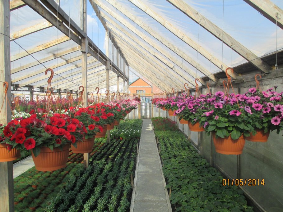 Оранжерея Вернисаж рассада