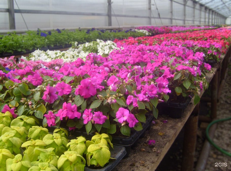 Рассада петунии в теплице