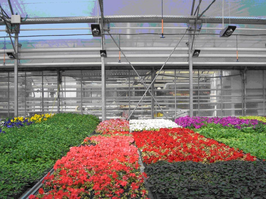Цветочные теплицы в Москве