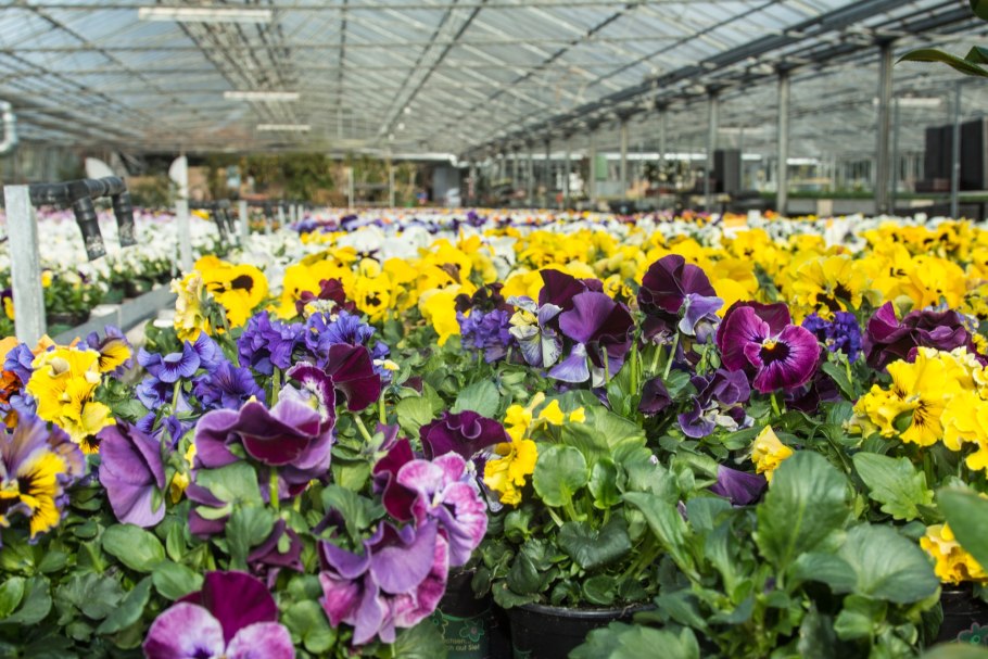 Оранжерея Анютины глазки