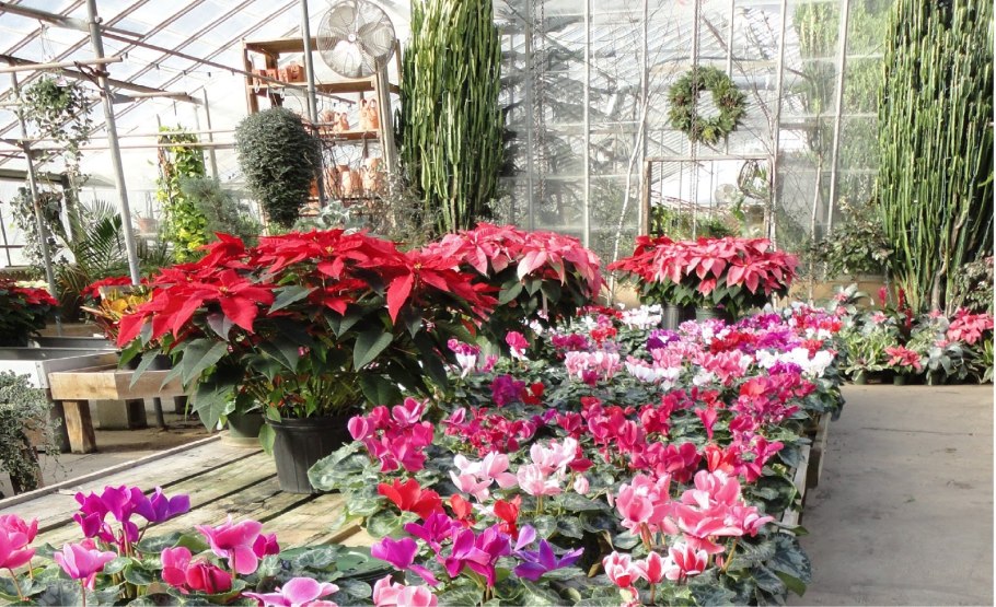 Рассада комнатных растений