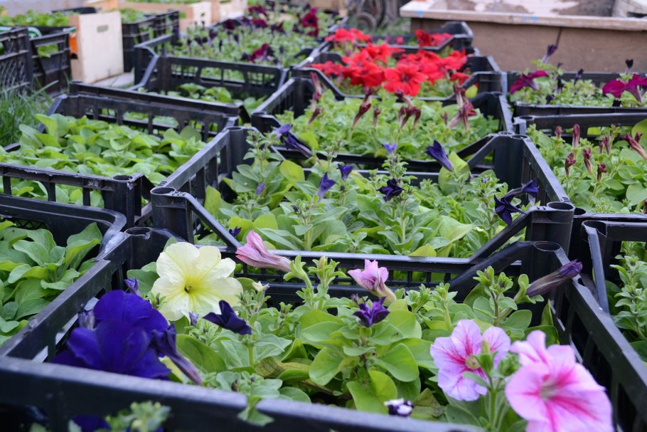 Петуния кустовая рассада