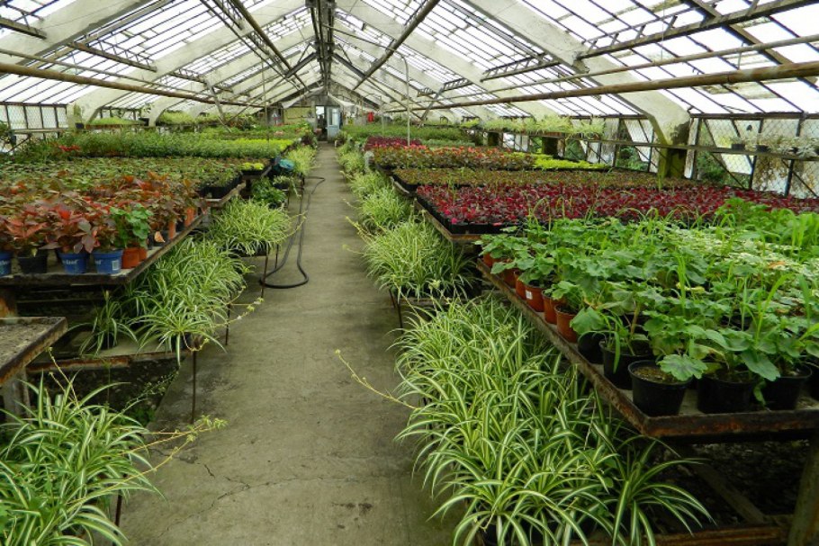Цветочный рассадный тепличный бизнес