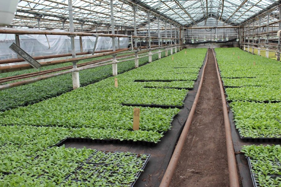 Теплица для рассады