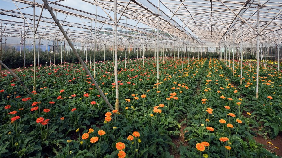 Теплицы для цветоводства