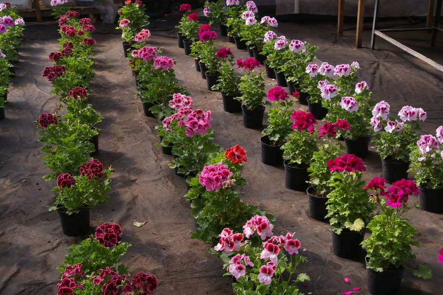 Рассада однолетников