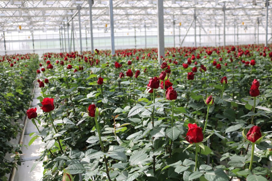 Тепличное Ульяновск Баратаевка