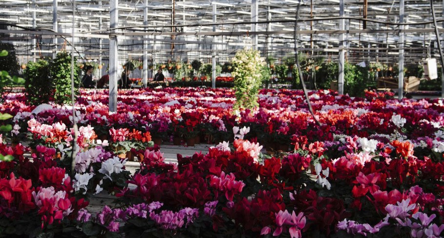 Живые цветы