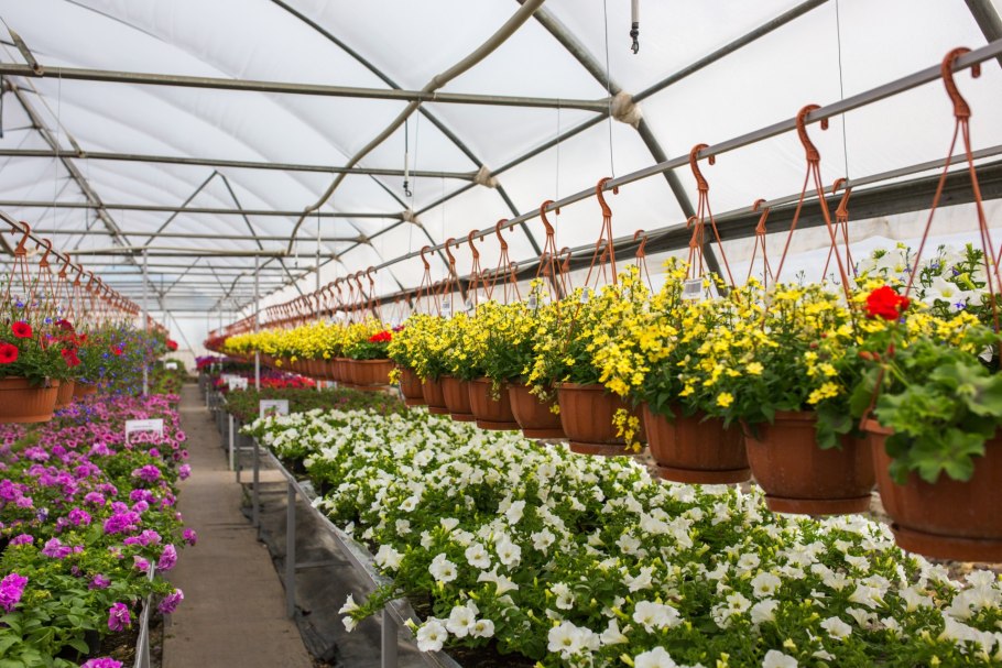 Оранжерея Зеленхоз