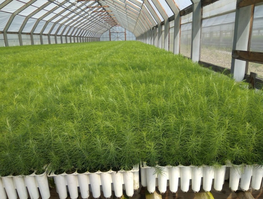 Тепличный комплекс для сеянцев с закрытой корневой системой