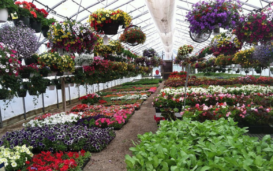 Сезонноцветущие горшечные культуры