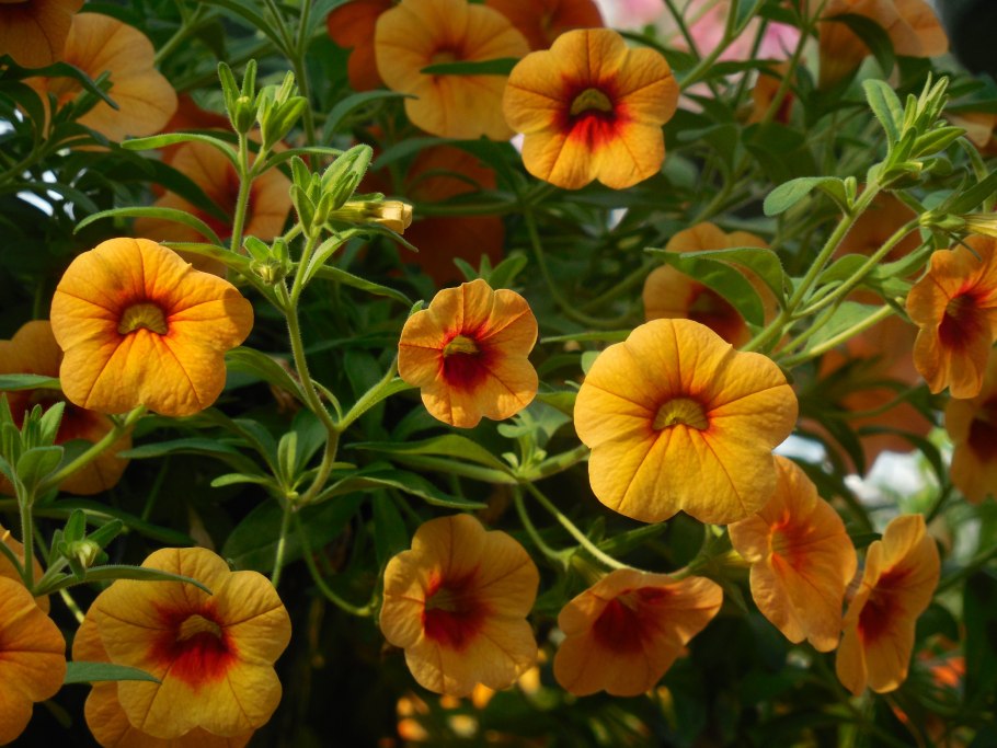 Гацания Фрости микс