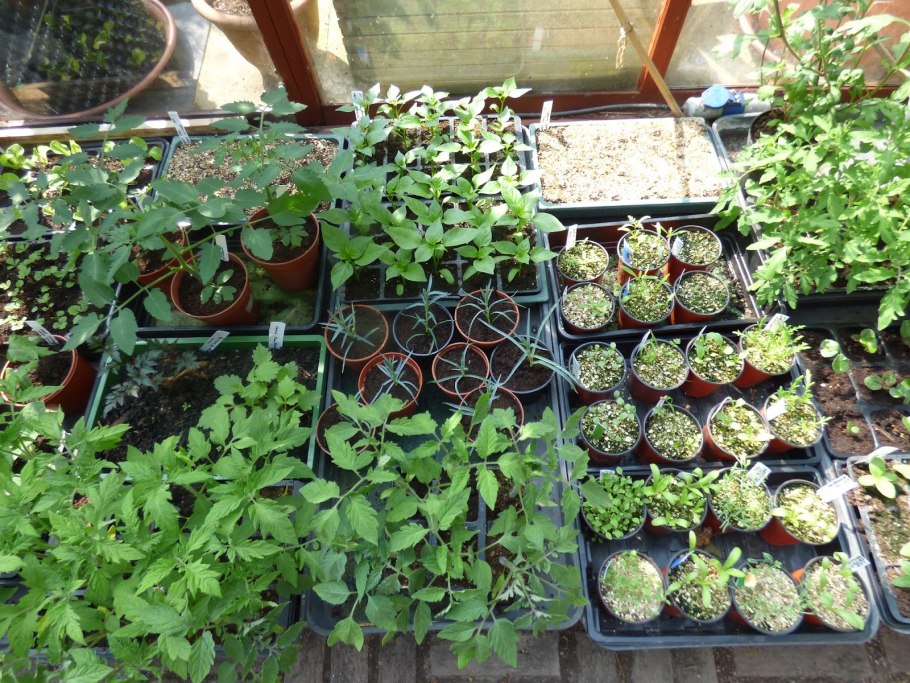 Калибрахоа Yellow Red