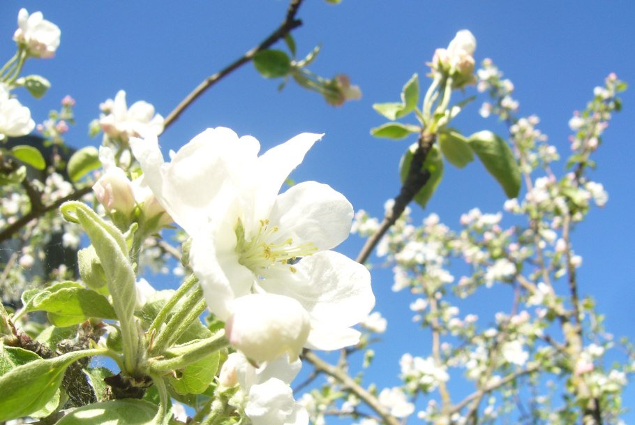 Цветущая яблоня на фоне неба