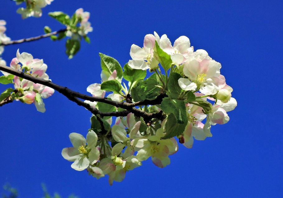 Яблоня в цвету небо
